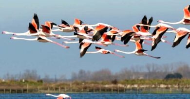 Attorno alle Valli di Comacchio TC