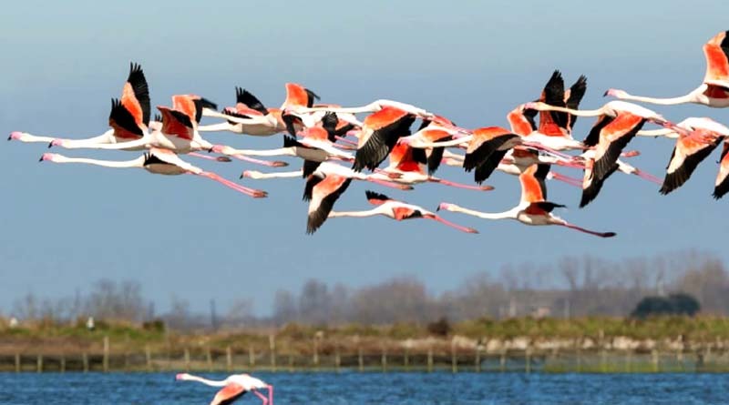 Attorno alle Valli di Comacchio TC